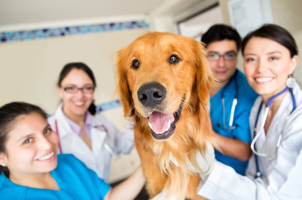Cute dog at the vet with a group of doctors and assistants Cute dog at the vet with a group of doctors and assistants